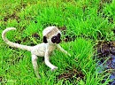 .:Needle Felted Baby Wafa:.