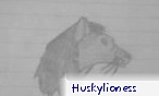 huskylioness