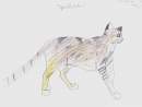 Spottedtail