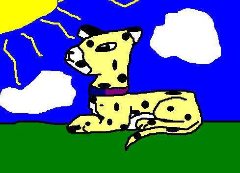 cheetah