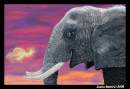 March of the Elephant