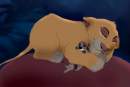 Simba sleeps