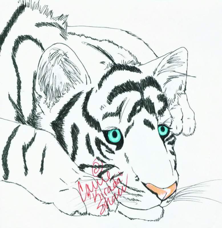 Another Tiger Cub.