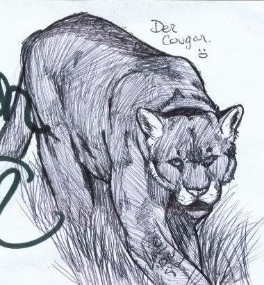 Cougar ink sketch (Read Description!)