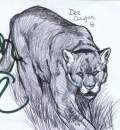 Cougar ink sketch (Read Description!)