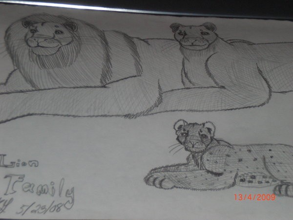 Lion Family