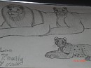 Lion Family
