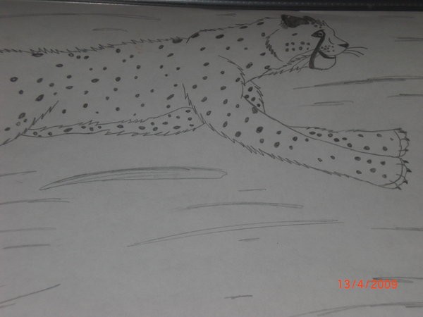 Run Cheetah Run