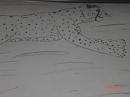 Run Cheetah Run