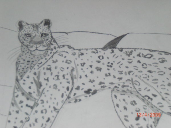 Leopard drawing