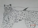 Leopard drawing