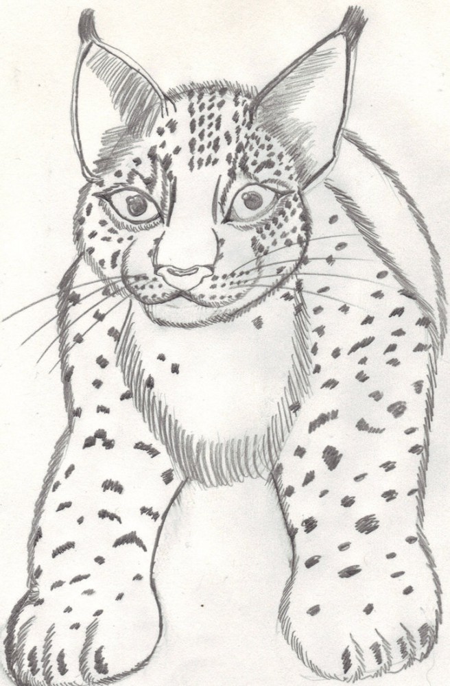 Lynx Doodle