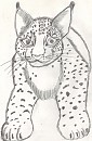 Lynx Doodle