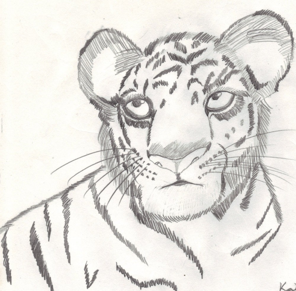 Tiger Cub Doodle