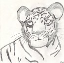 Tiger Cub Doodle