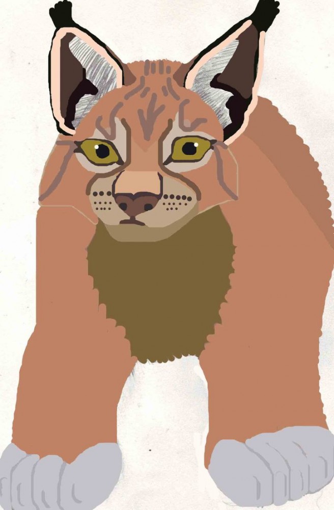 Lynx Doodle Colored