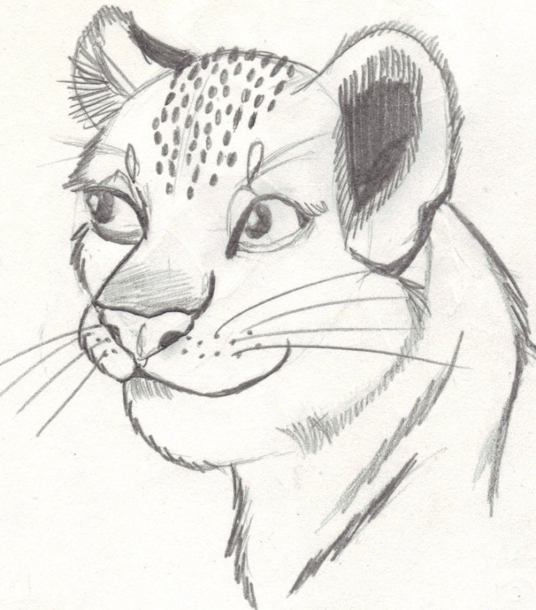 Lion Cub Sketch