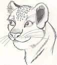 Lion Cub Sketch