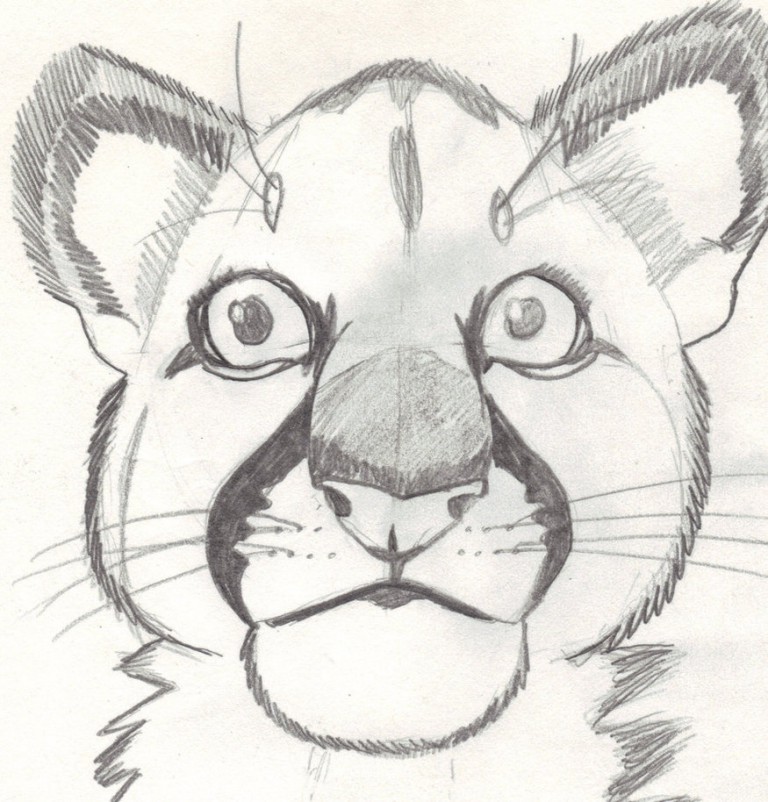Cougar Sketch