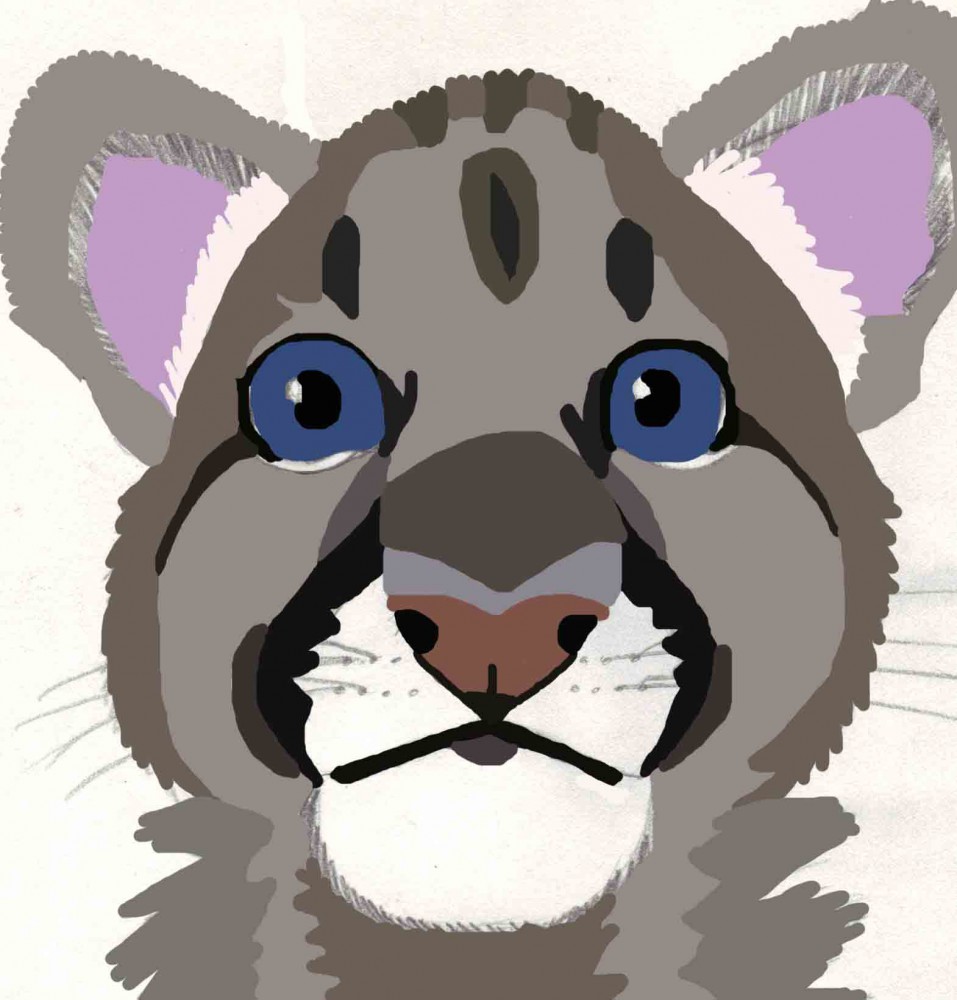 Cougar Sketch Colored