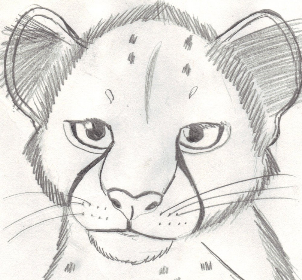 Cheetah Cub Sketch