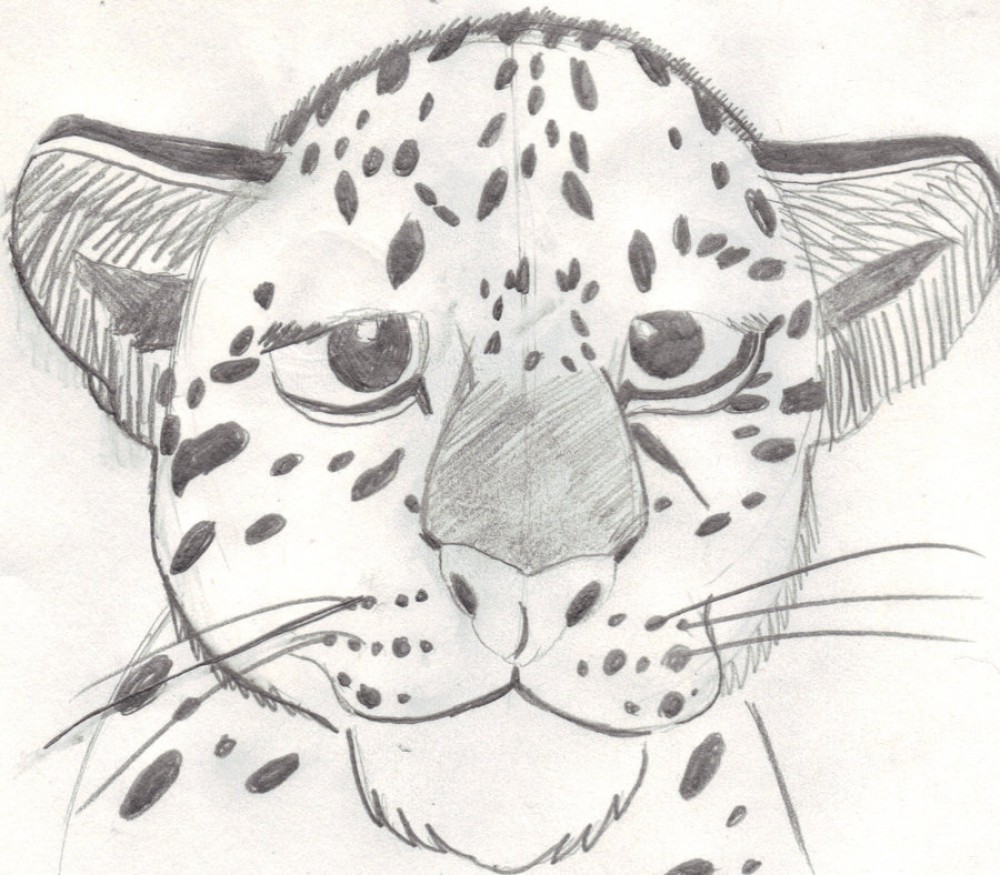 Snow Leopard Cub Sketch