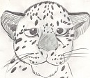 Snow Leopard Cub Sketch