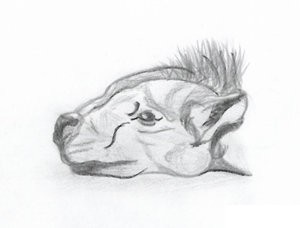 The Hyena Who Lost His Bone