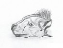 The Hyena Who Lost His Bone