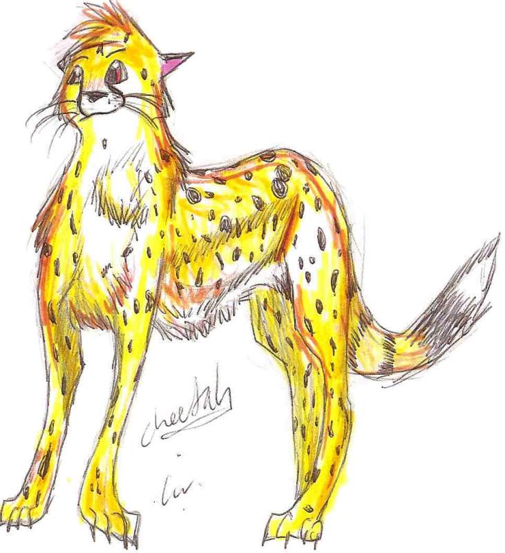 Cheetah drawing!