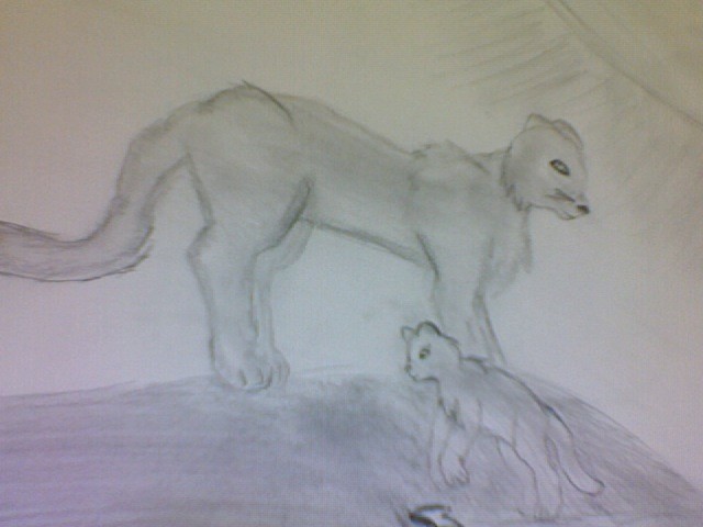 puma and cub