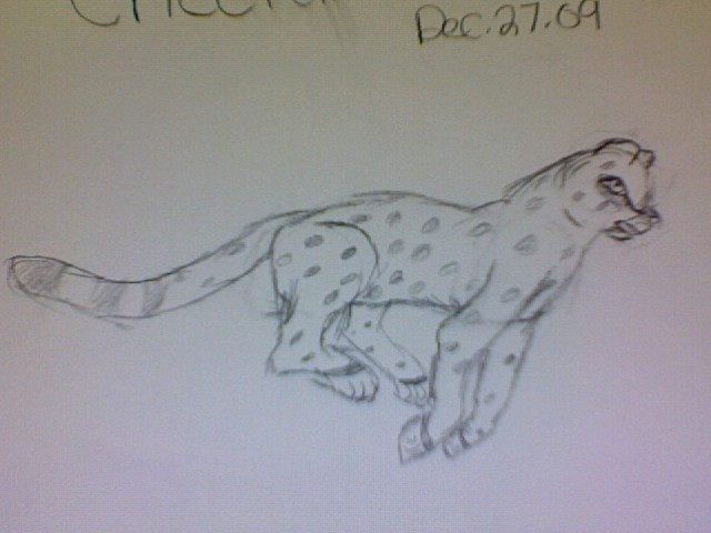 Cheetah