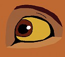 Kiara's eye