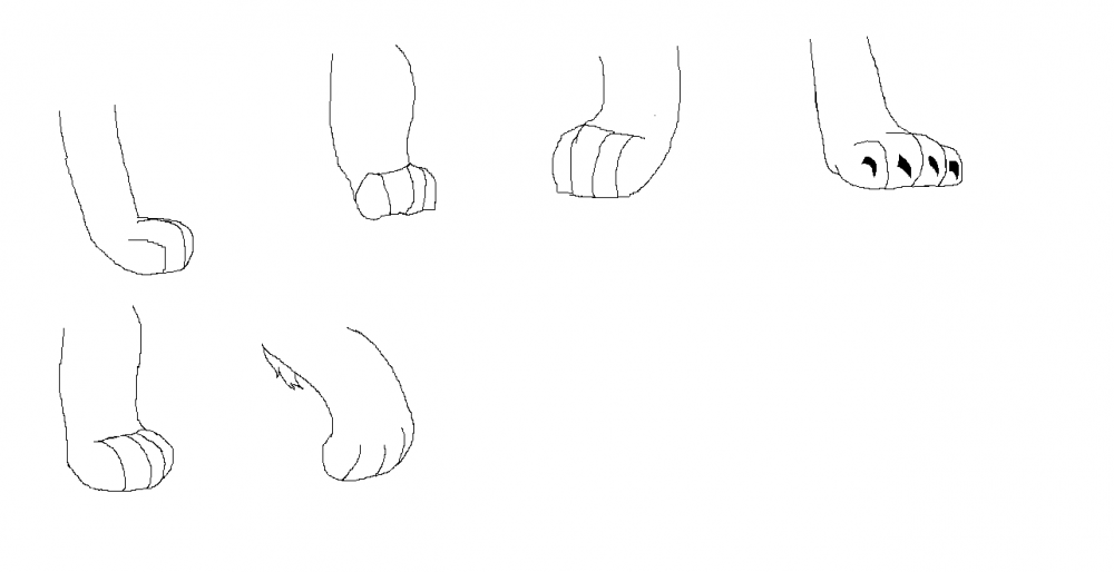 TLK Paw Study