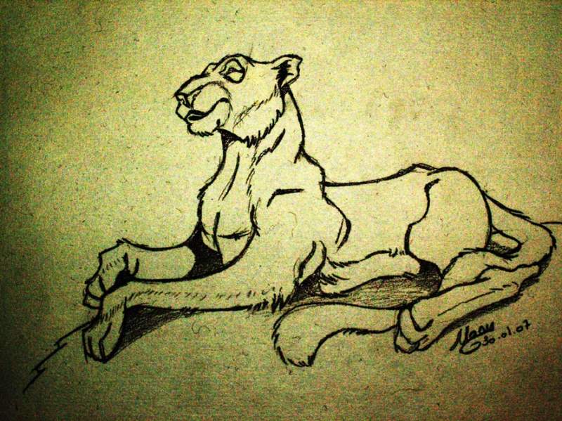 lionne tranquille