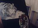My Tiger Painting