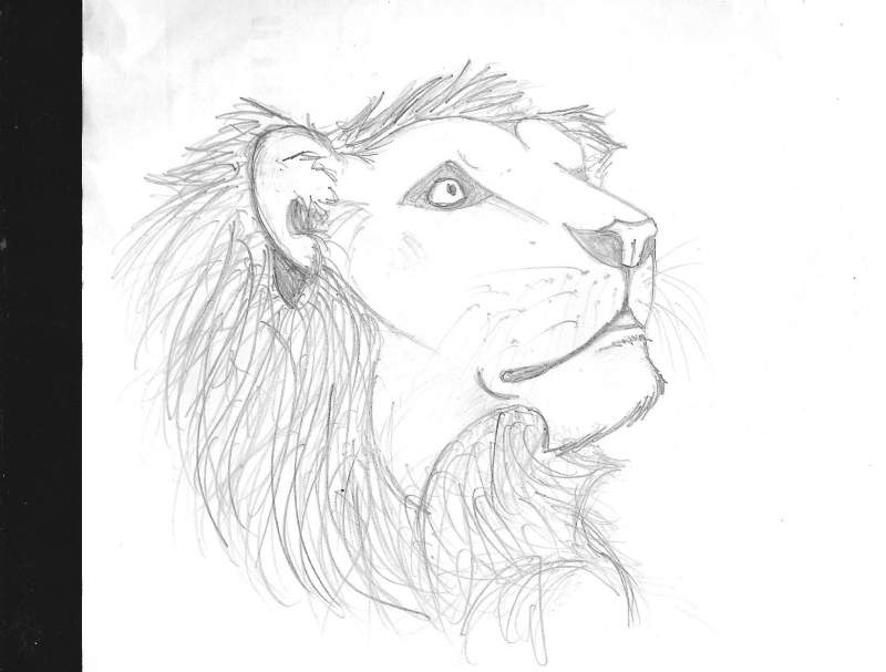 random lion