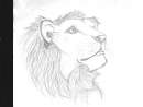 random lion