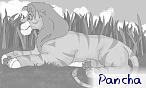 pancha