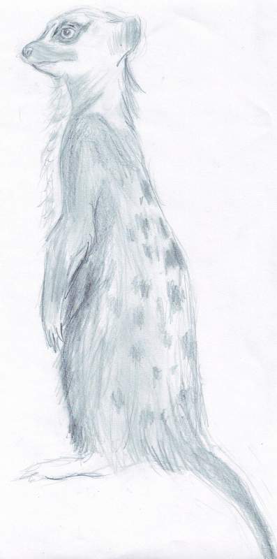  Meerkat