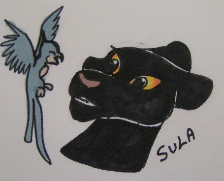 Sula and Birdi