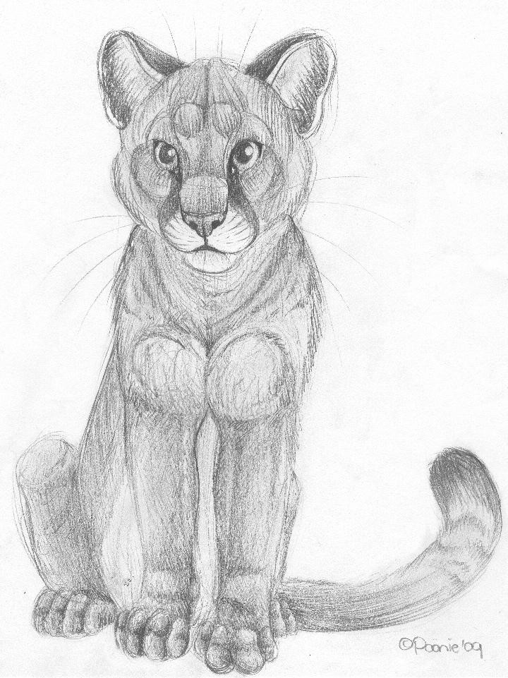 The Puma...