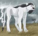 For Wolf Lion