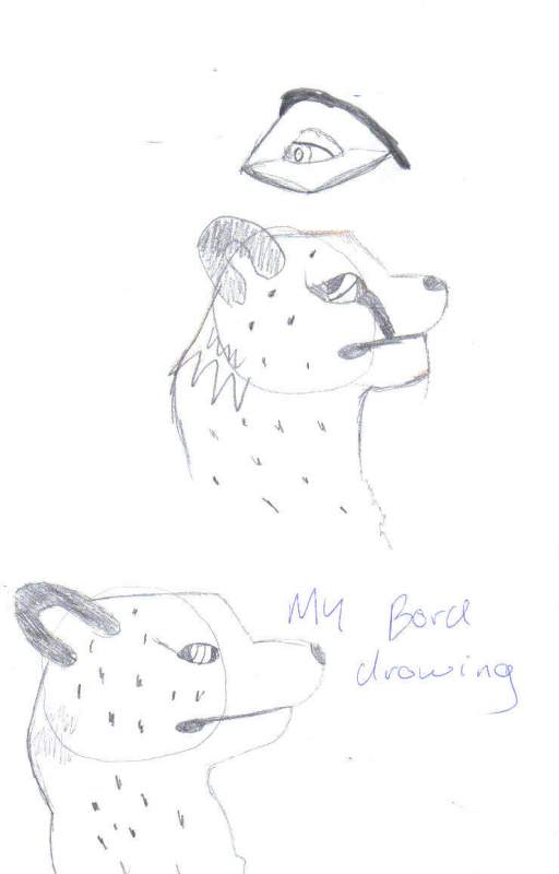 Cheetah scetches