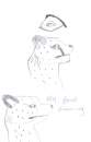Cheetah scetches