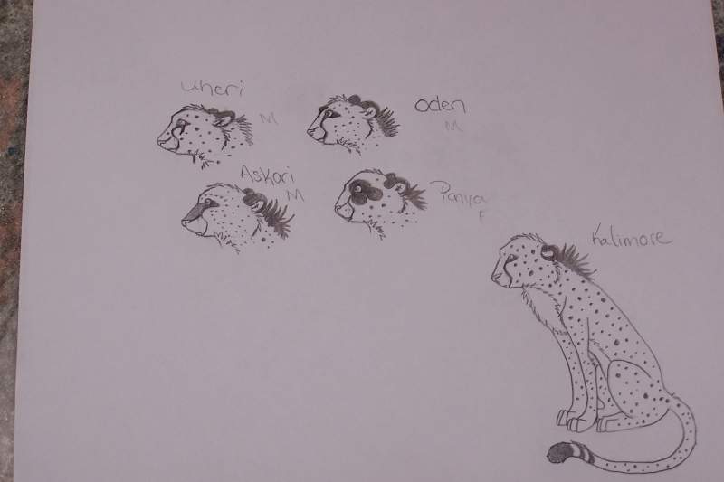 Cheetah Characters WIP