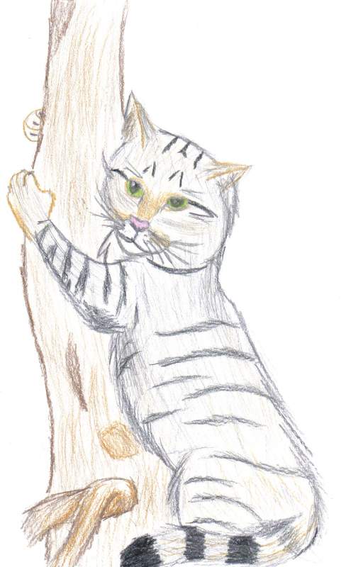 realistic taby cat