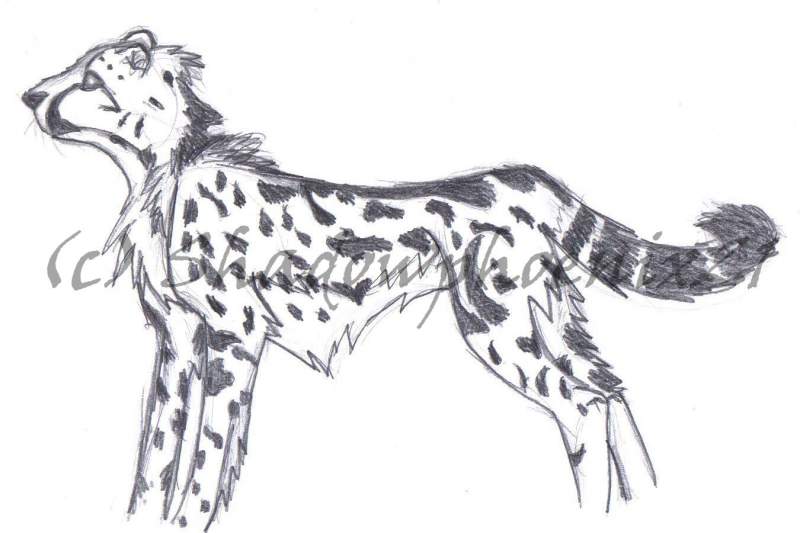 Meger Cheetah