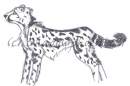 Meger Cheetah
