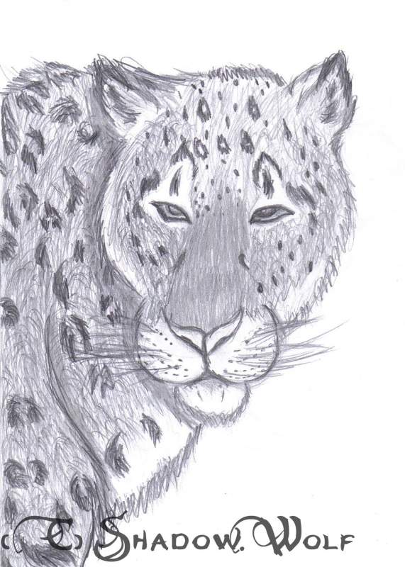 Snow leopard